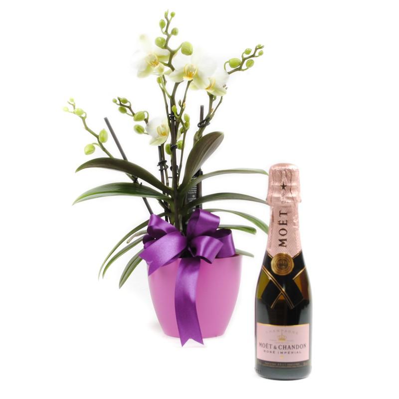 Phalaenopsis Orchid & Moët Rosé Flower Gift
